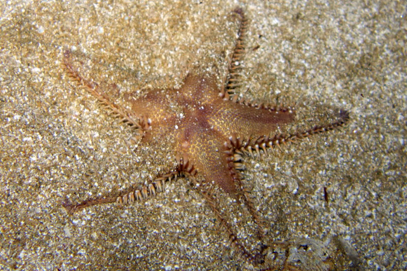 Astropecten platyacanthus from Cyprus